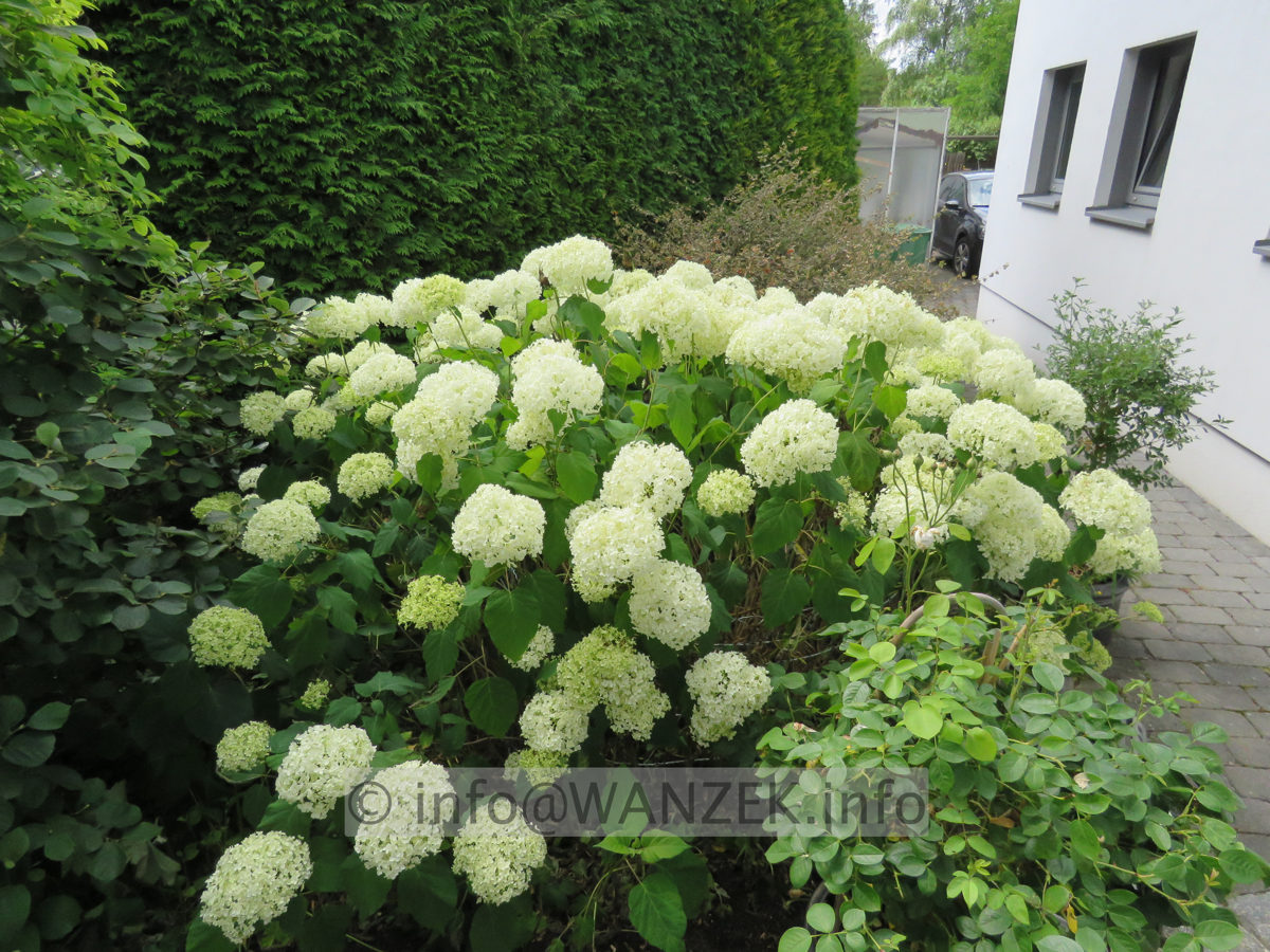 Hydrangea arborescens Annabelle 01b.JPG